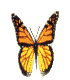 mariposa333